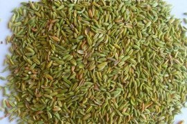 茴香烘干 小茴香烘干机 小茴香烘干房