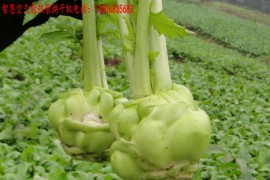 榨菜烘干机 热泵榨菜烘干房 榨菜烘干设备