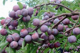 李果烘干工艺,李子烘干技术