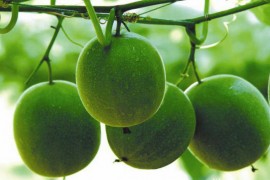 罗汉果烘干工艺,罗汉果烘干技术