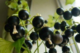 黑枸杞烘干工艺,黑枸杞烘干技术