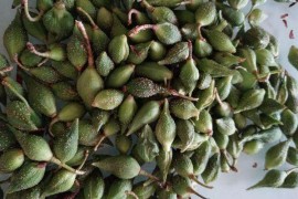 连翘烘干工艺,连翘的杀青和烘干技术