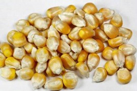 玉米种子烘干工艺,玉米种子烘干技术
